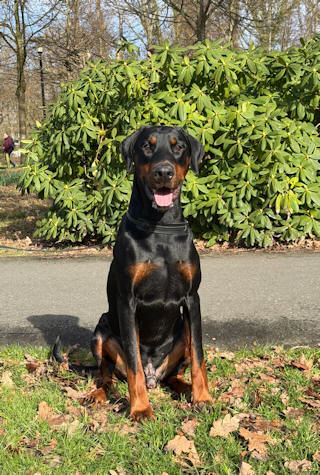 Bruce sitting