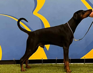 Bruce posing
